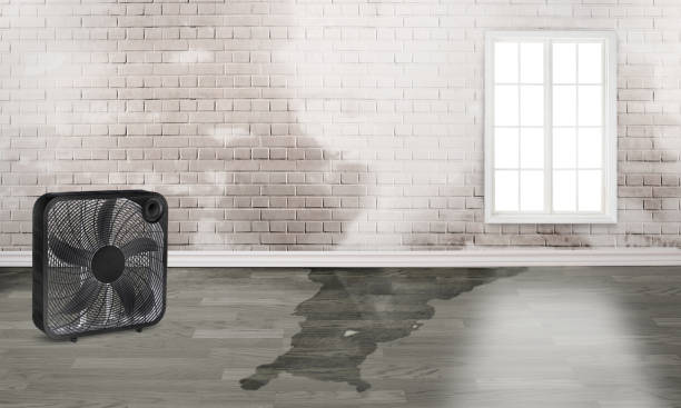 Best Water damage restoration near me  in Fish Hawk, FL