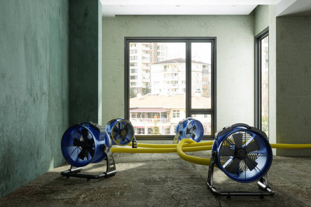 Best Water damage cleanup near me  in Fish Hawk, FL